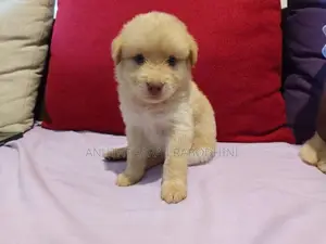Terrier Puppies