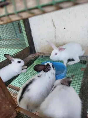 Rabbit