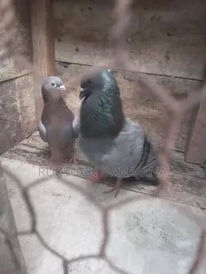 පරවියන්