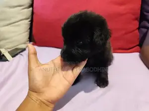 Terrier Puppies