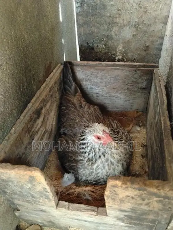 Bantam Chicks