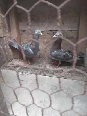 පරවියන්
