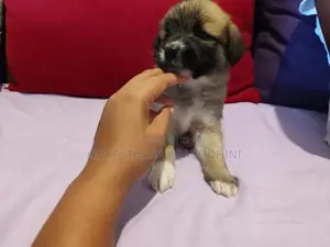 Terrier Puppies
