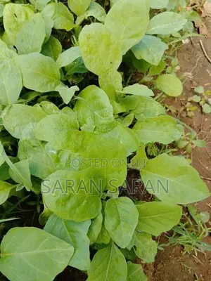 F1 Hybrid Brinjal Plant
