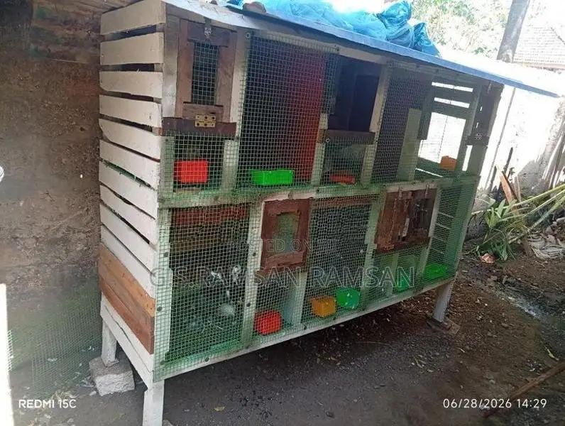 pigeons cage