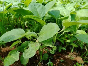 F1 Hybrid Brinjal Plant