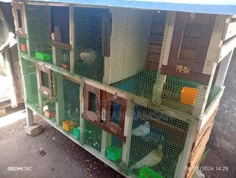 pigeons cage