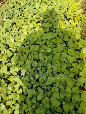 F1 Hybrid Brinjal Plant