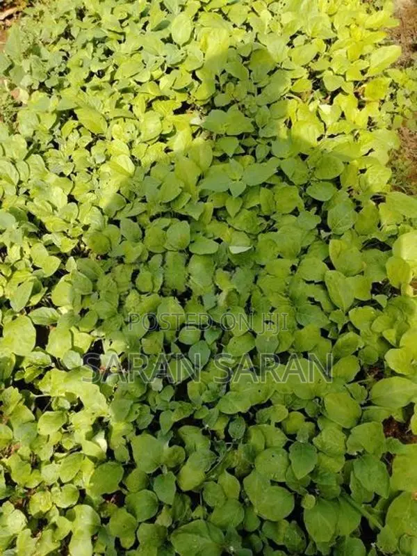 F1 Hybrid Brinjal Plant
