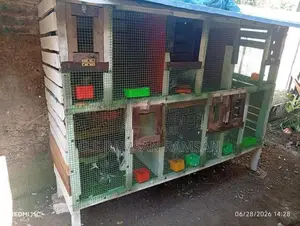pigeons cage