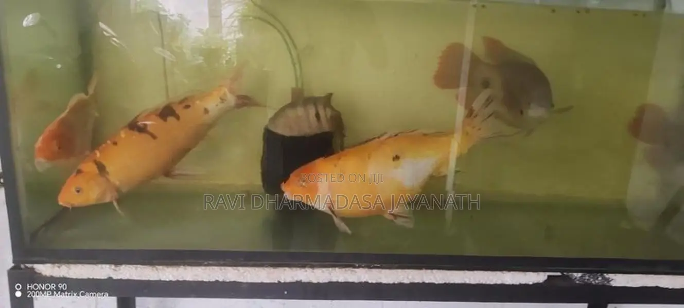 Koi Carp Fish