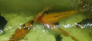 Koi Carp Fish