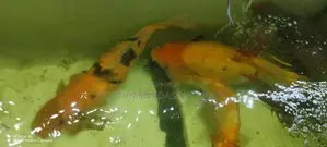 Koi Carp Fish