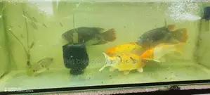 Koi Carp Fish