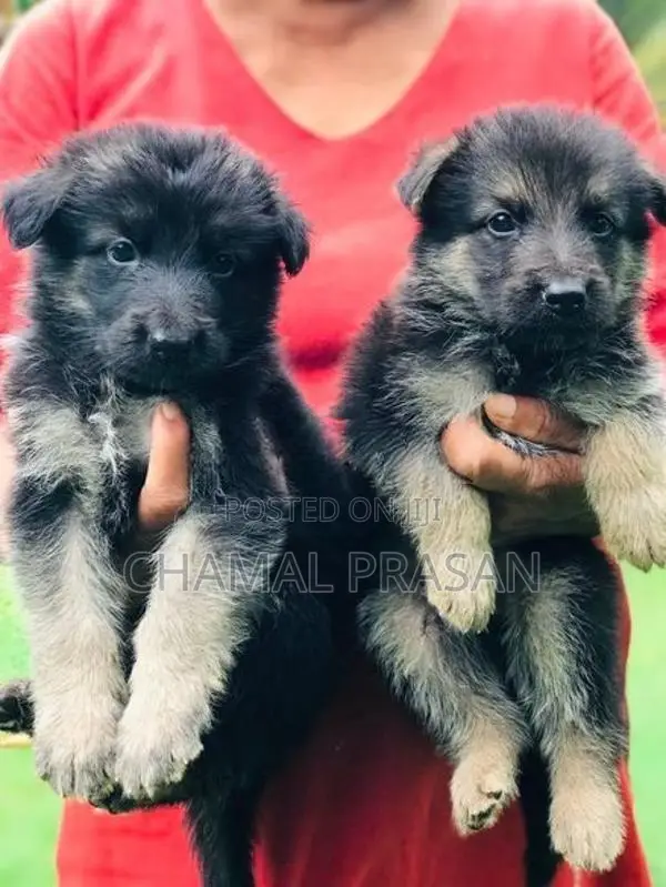 German shepherd puppies