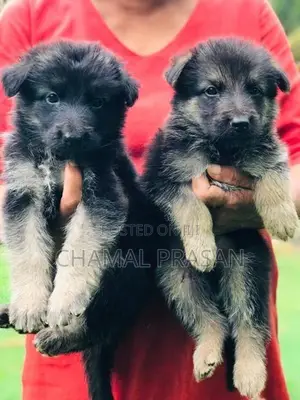 German shepherd puppies