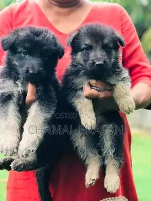German shepherd puppies