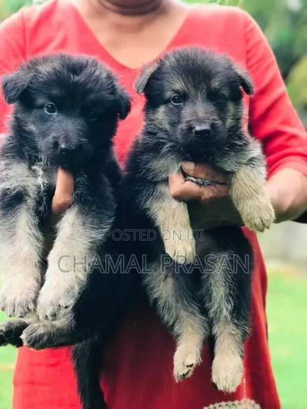German shepherd puppies