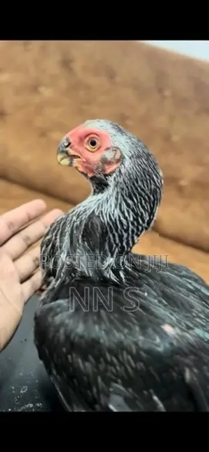 Parrot Beak Rooster