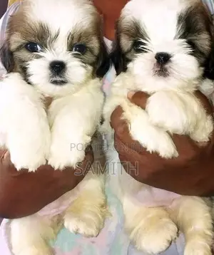 Shih Tzu Puppy