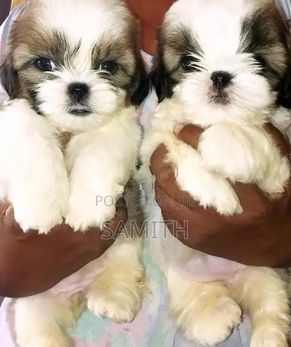 Shih Tzu Puppy