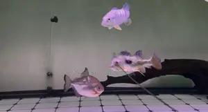 Peacock Bass Fish