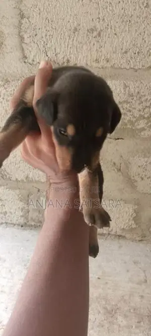 Doberman Puppies