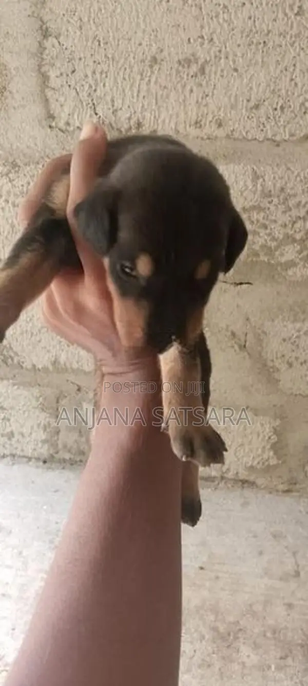 Doberman Puppies