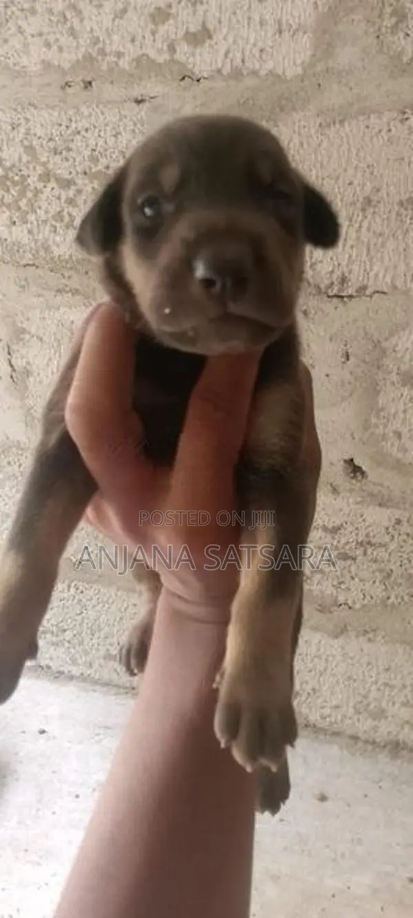 Doberman Puppies