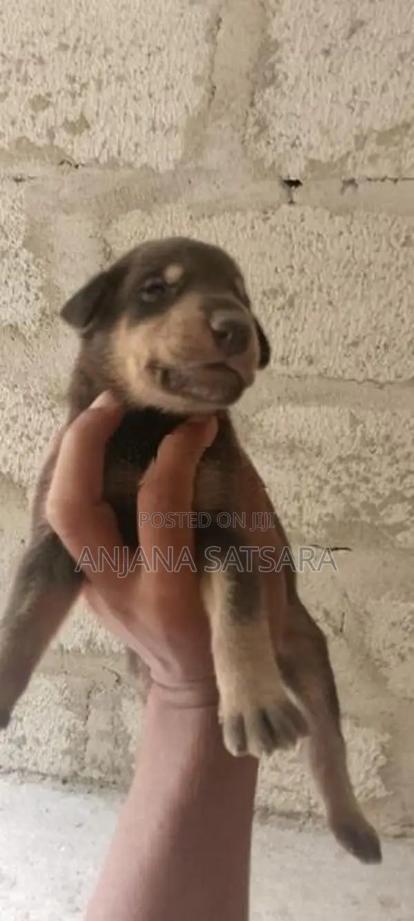 Doberman Puppies