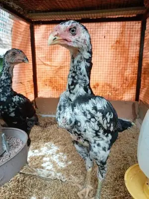Pulli Shamo Chicks
