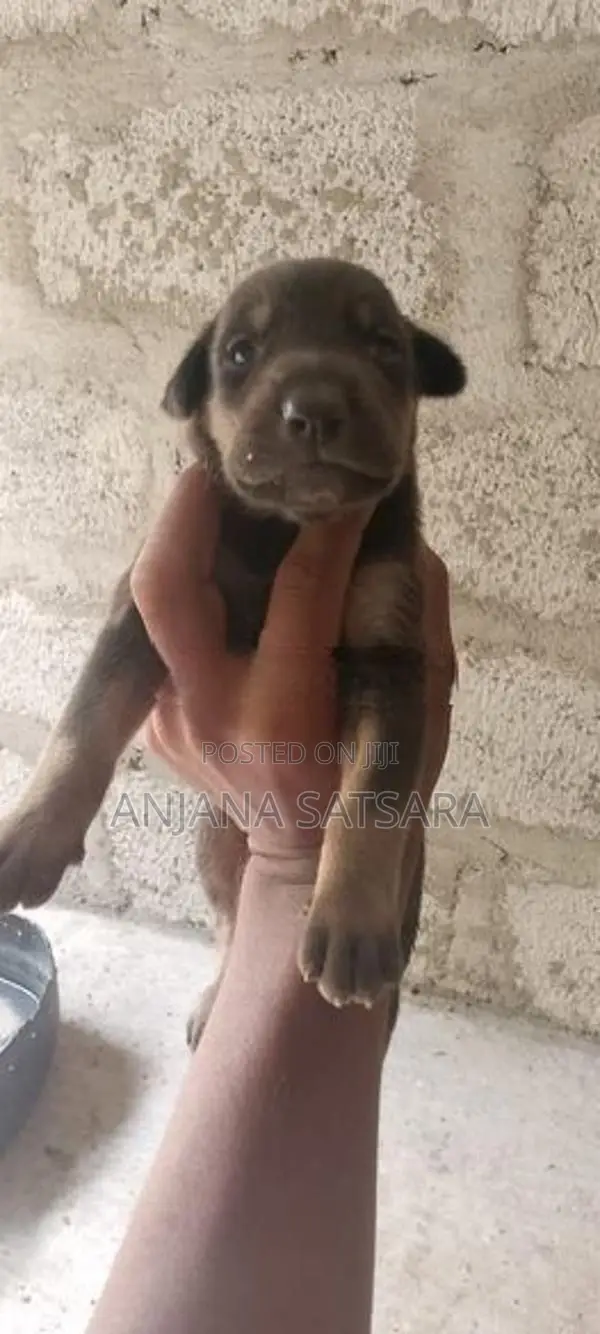 Doberman Puppies