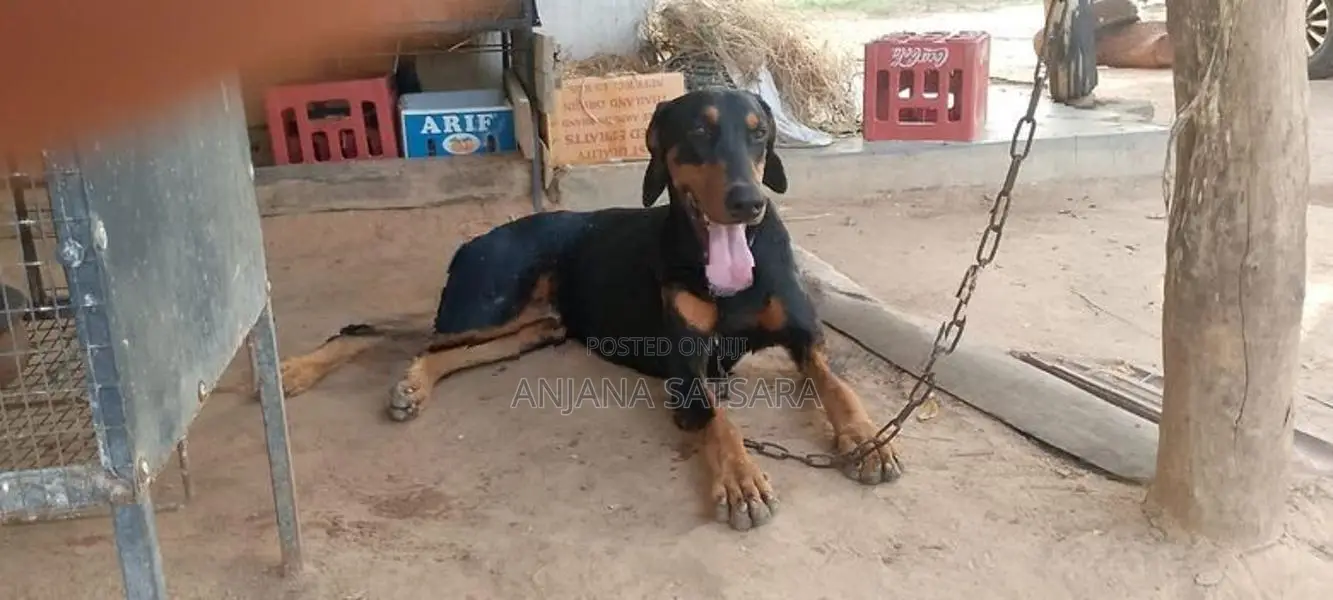 Doberman Puppies