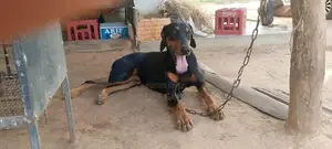 Doberman Puppies
