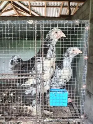 Black Mottled Brahma