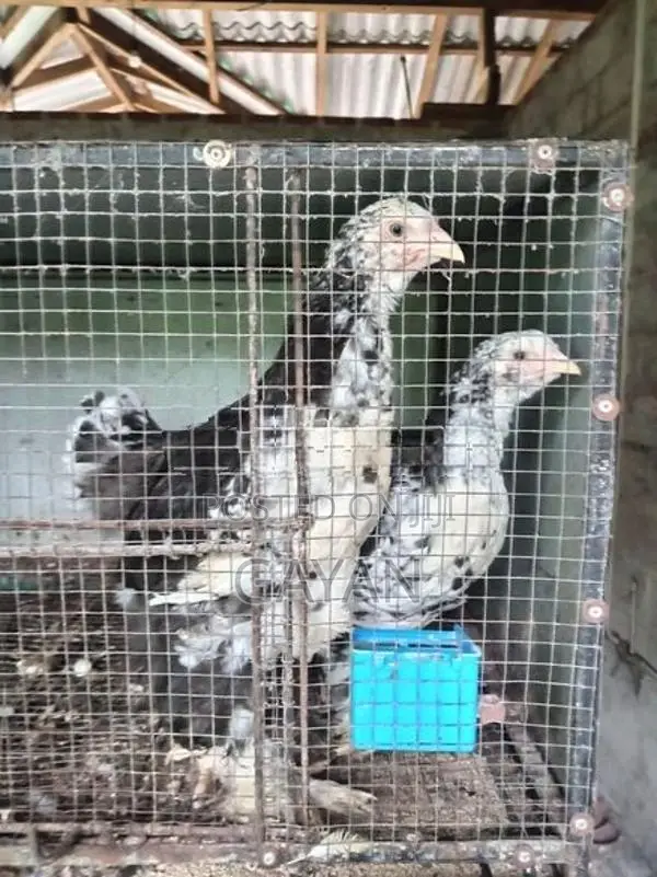 Black Mottled Brahma