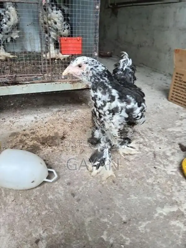 Black Mottled Brahma