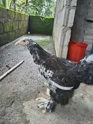 Black Mottled Brahma