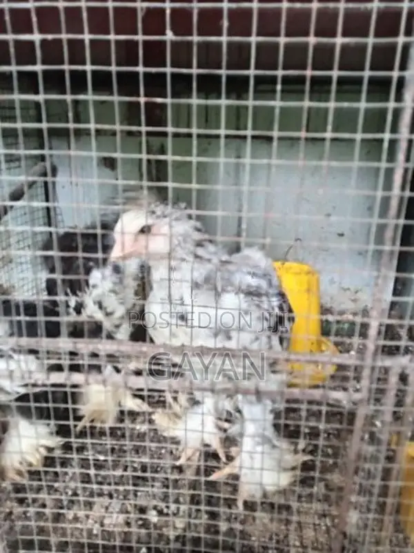 Black Mottled Brahma