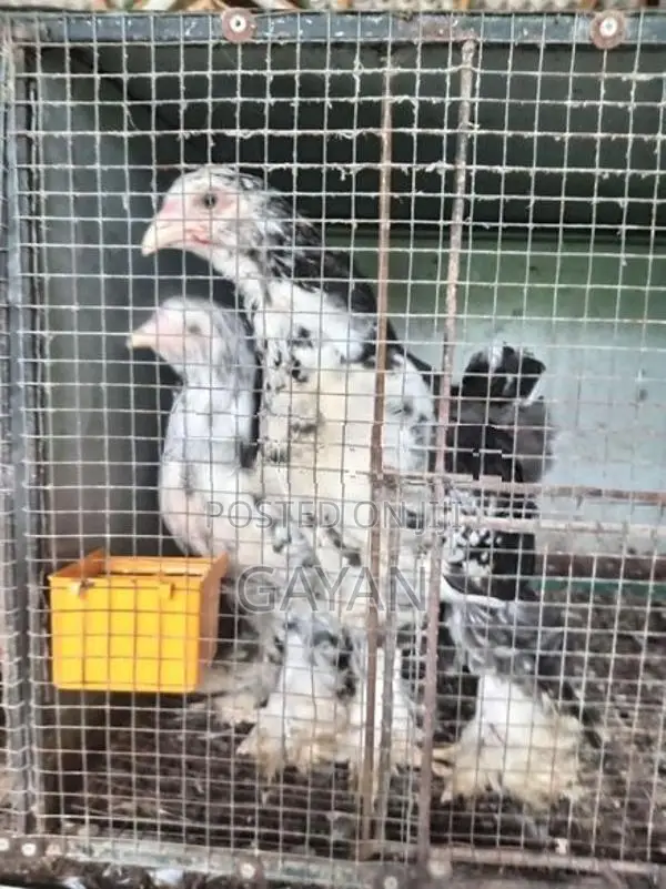 Black Mottled Brahma