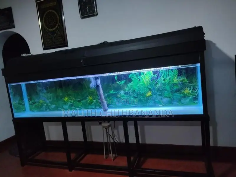 Fish Tank
