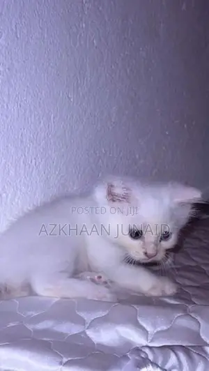 Persian kitten