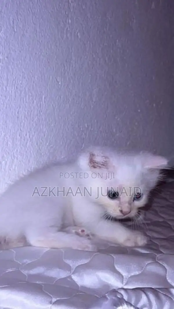 Persian kitten