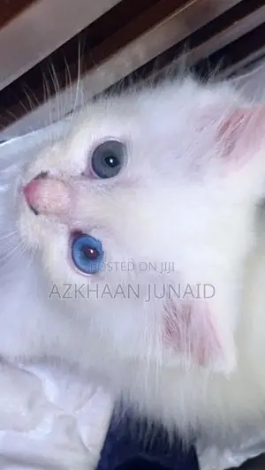 Persian kitten