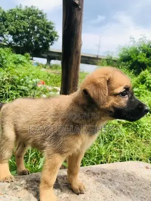 German Shepherd Long Coat Puppy