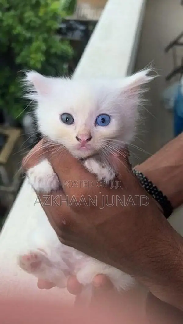 Persian kitten