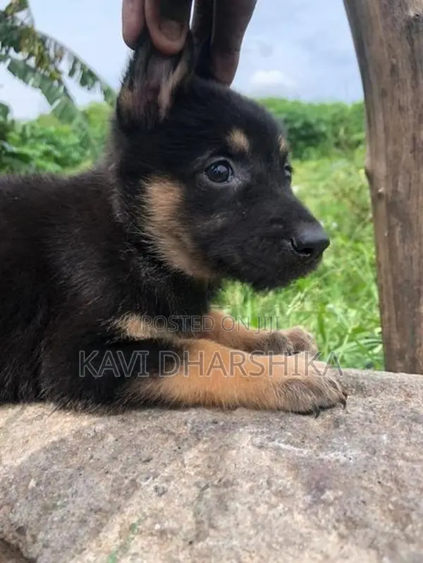 German Shepherd Long Coat Puppy