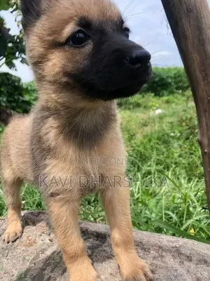German Shepherd Long Coat Puppy