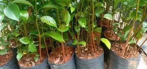 වාර සිටුවන ලොකු කුරුදු පැළ