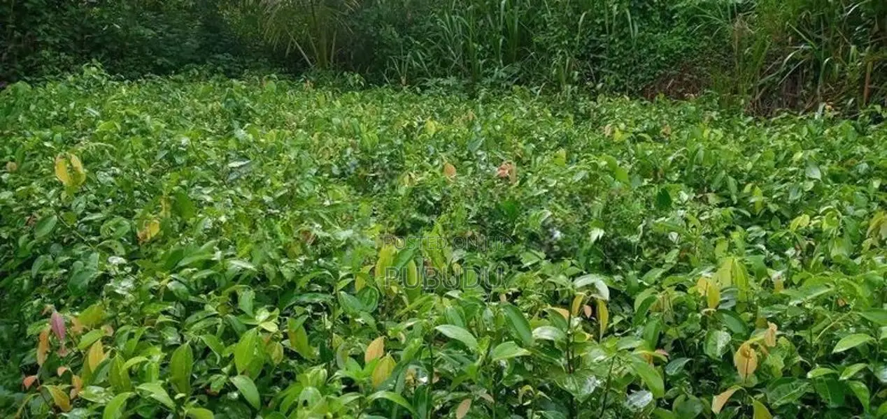 වාර සිටුවන ලොකු කුරුදු පැළ
